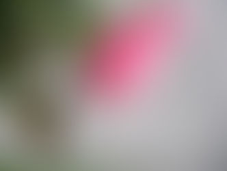 Close-up of a pink rose with speckled petals, set against a blurred gray background. Green leaves with brown spots add texture.