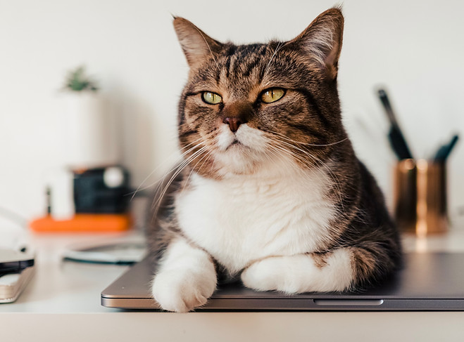 Advanced Diagnostics for All Animals