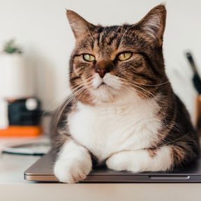 un chat se tenant sur un Macbook air
