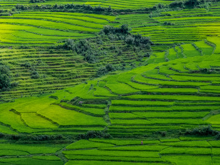Grüne Reisterrassen