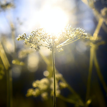 Image by Anna Gru