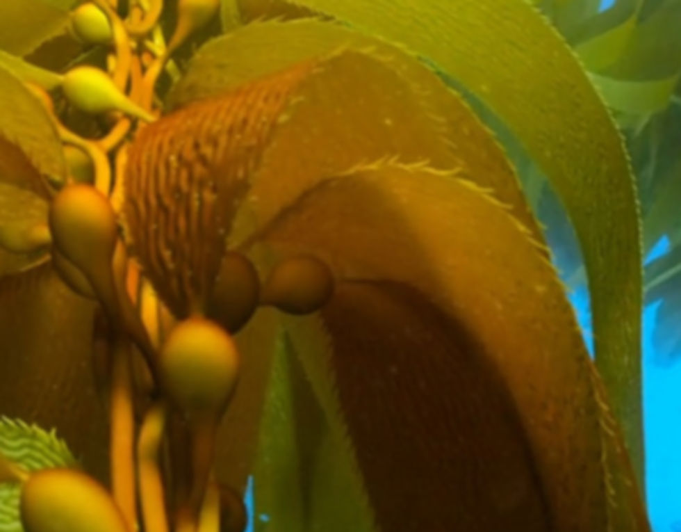 Image by Oleksandr Sushko