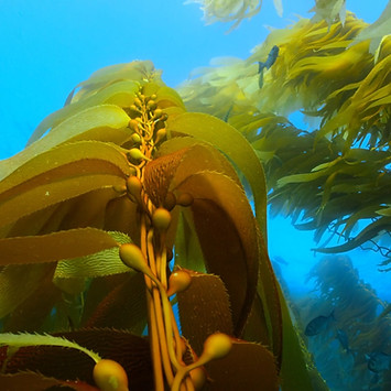 Image by Oleksandr Sushko