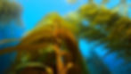 Close-up view of kelp plants growing on ropes in a coastal farm setting