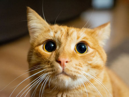 Eine Katze zeigt Angst oder Jagd mit großen Pupillen