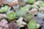 Succulents growing together in garden