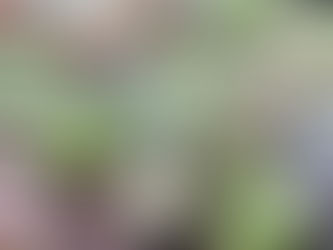 Honoring and extending gratitude toward mother.