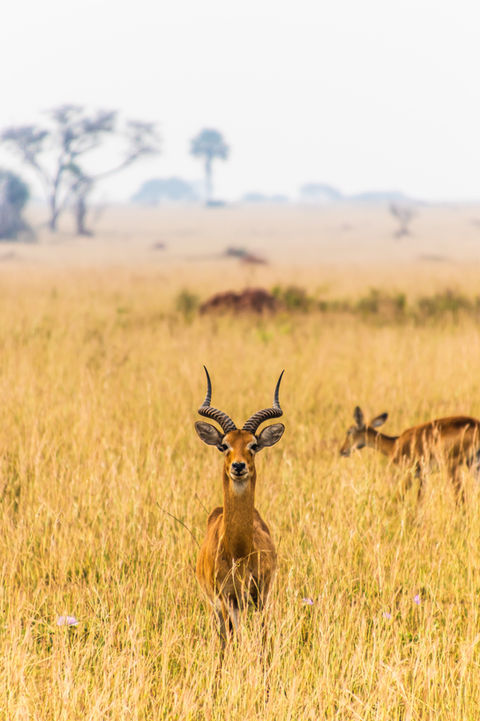 Antilopi nella savana dorata in Uganda
