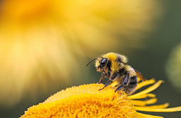 Image by Dmitry Grigoriev