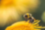 Webinar over biodiversiteit en de Bij