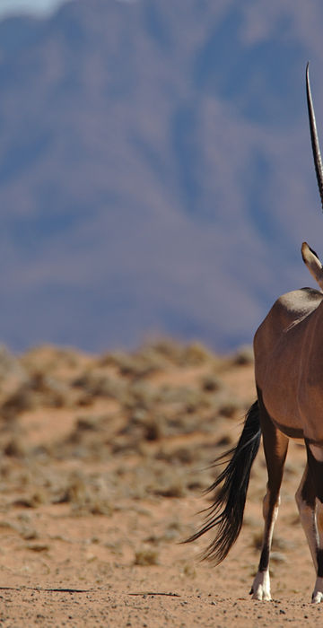 Oryx in Mkomazi national Park