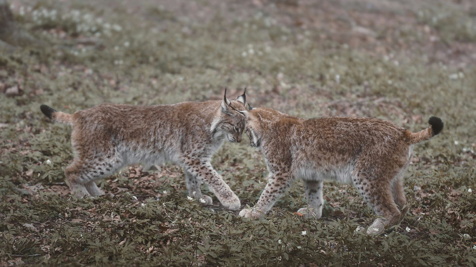 Two Eurasian lynx cubs nuzzle gently in a forest clearing. Image by Ahmet Yüksek ✪