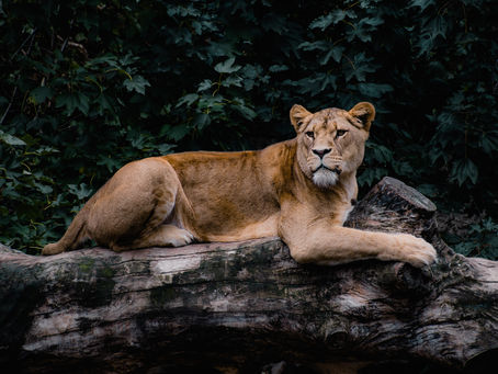July 19-22, 2025 - Leo Season and New Moon Week part 1