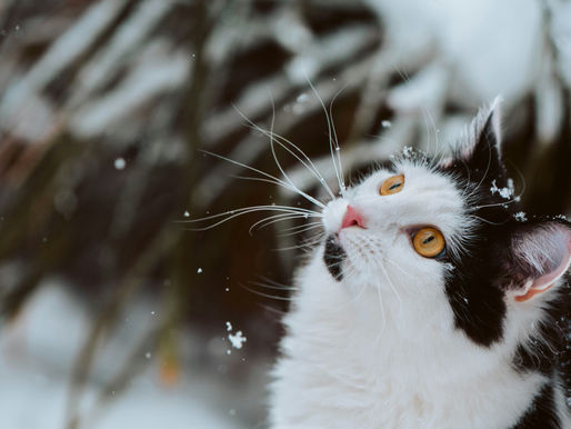 Black and white cat with orange eyes looking up at falling snow.