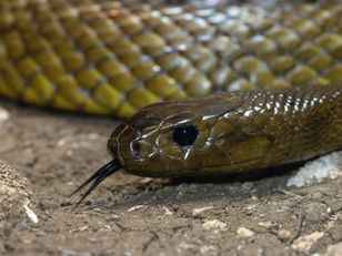 5 ways to protect yourself from snakes