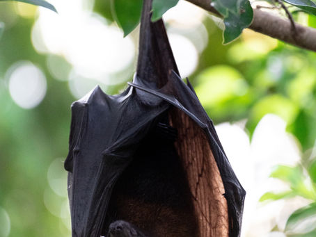 Bat Virus Evolution Suggests Wildlife Trade Sparked COVID-19 Virus Emergence in Humans - P8