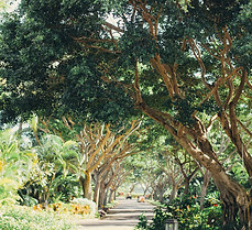 Image by Studio Kealaula