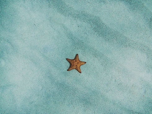 Image by Amy Humphries