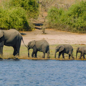 Elephant herd in Tarangire National Park during luxury safari