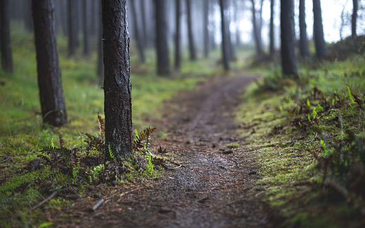 Image by Marek Piwnicki