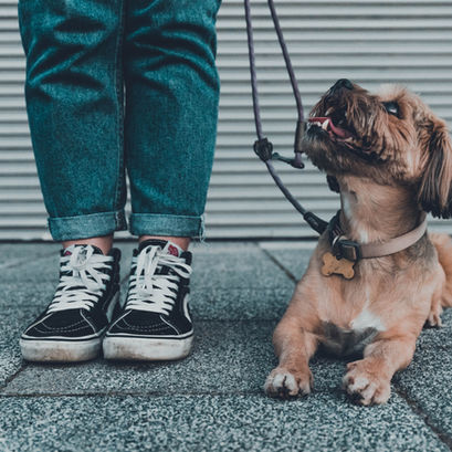 Three EASY ways you can improve your relationship with your dog