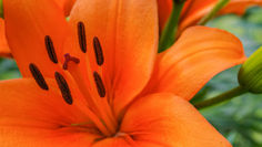 "Best AYR stems right now - September & October update"