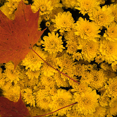 8 Types of Chrysanthemum to Consider for Your Fall Decor