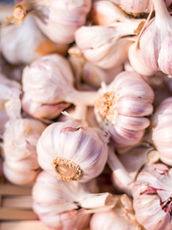 Garlic