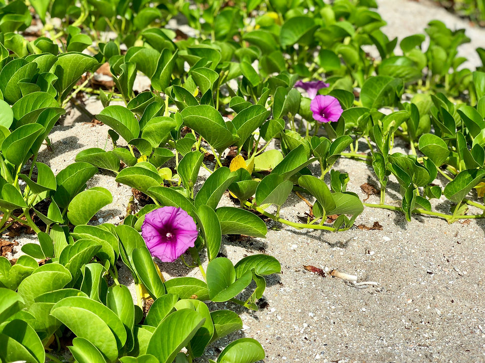 Railroad Vine