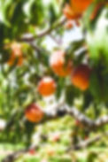 Image de Jordan