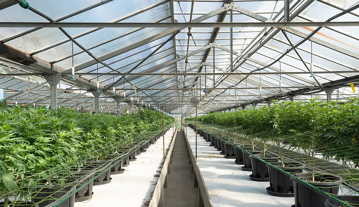 Image of a modern greenhouse, symbolizing Nexxions' commitment to promoting high-quality, sustainably grown cannabis products in the market.