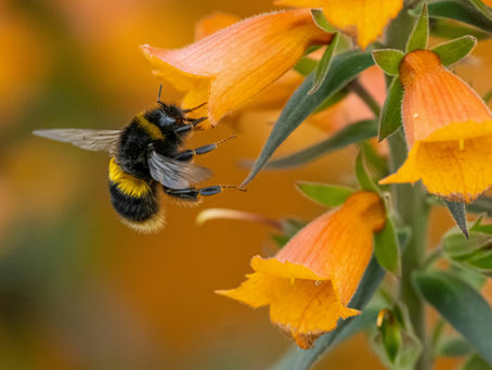 Your Gentle July Garden Guide: What to Plant, Tend & Harvest This Month