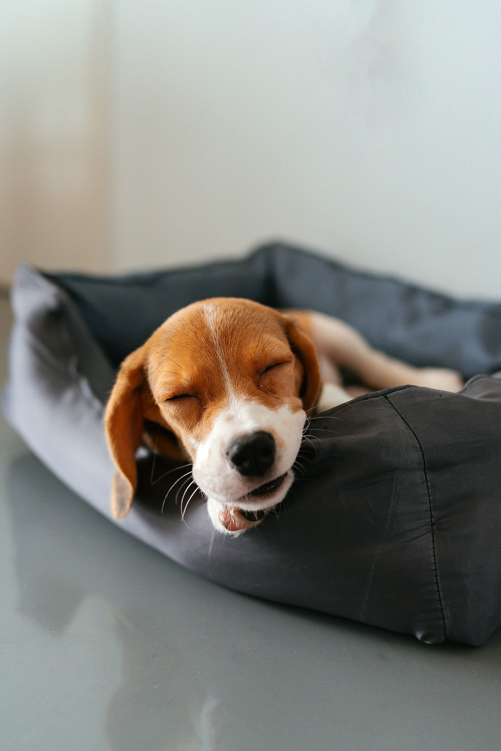 High angle view of a cozy pet bed near a sunny window