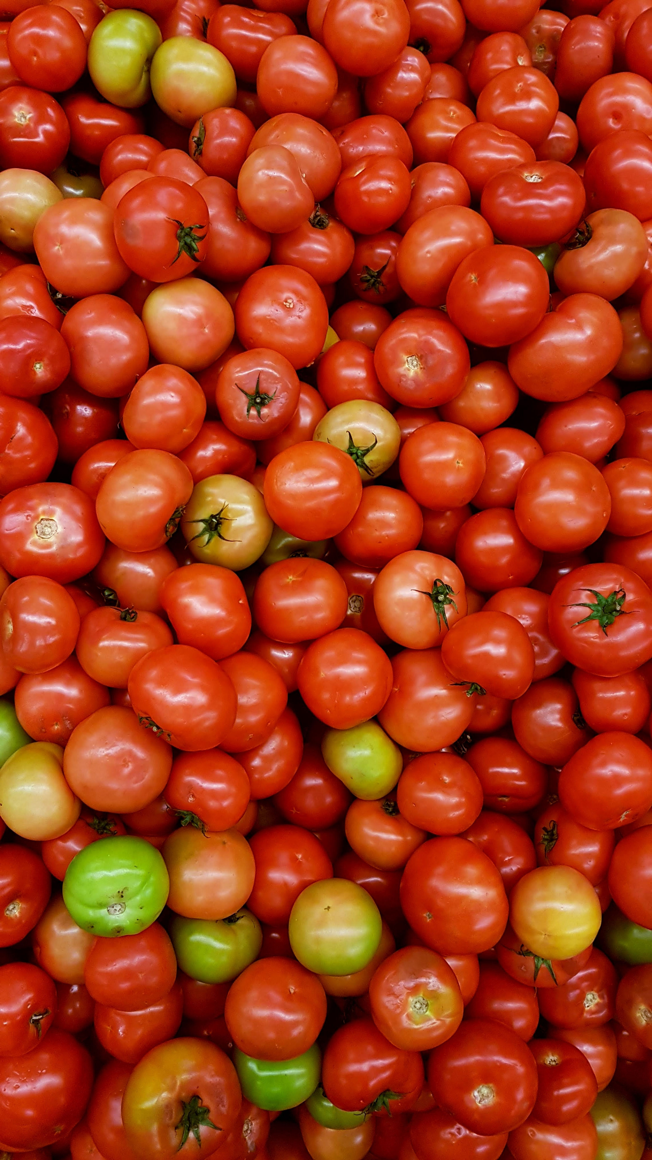 ခရမ်းချဥ်သီး Tomatoes