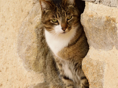 a cat tucked into a stone niche, sunny day, watching the world go by