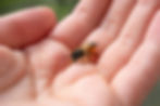 Bee Venom Therapy 101