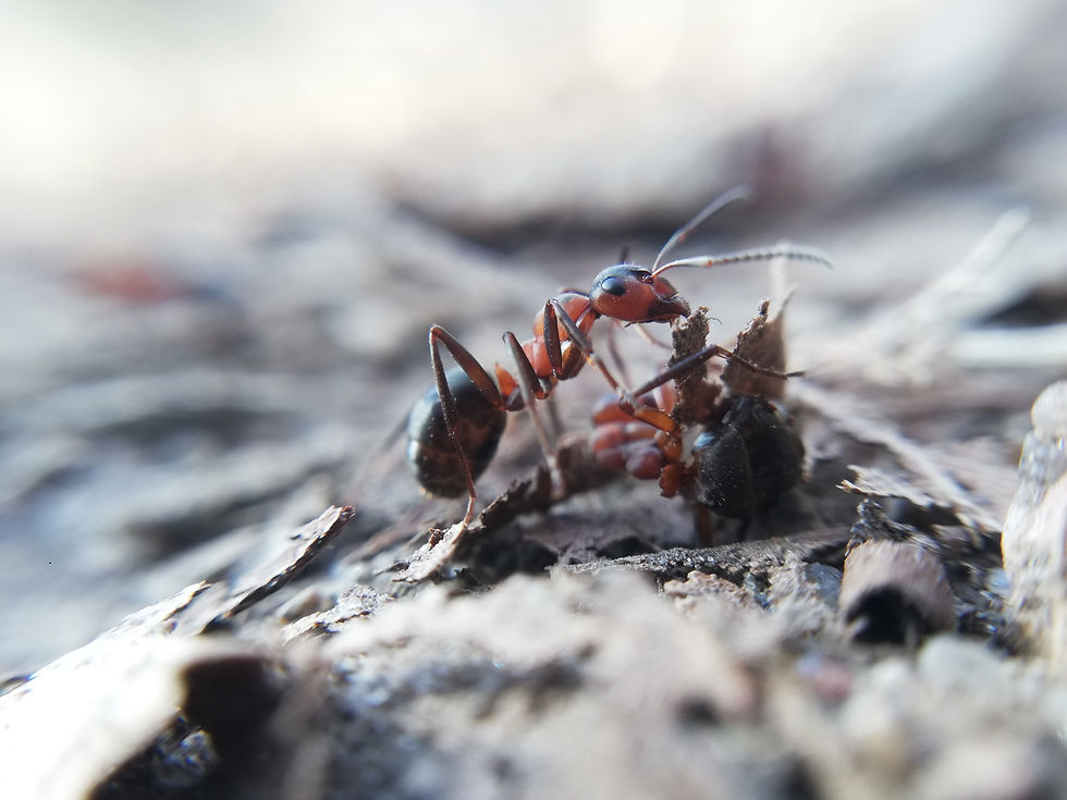 An ant lifting a leaf