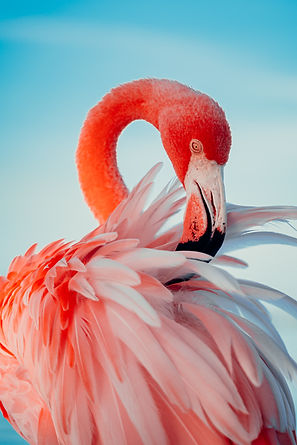Image by Edrick Krozendijk