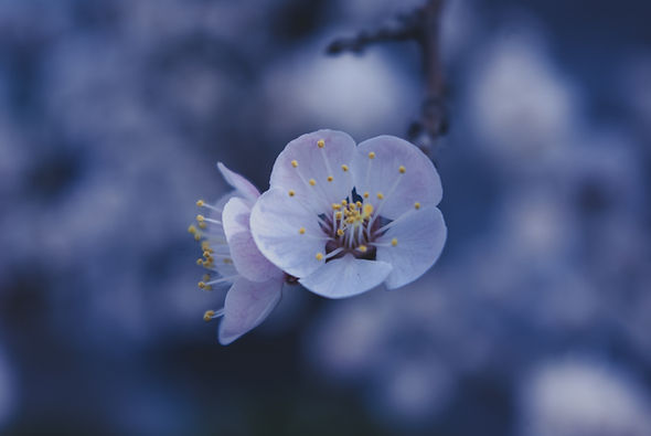 Image by Summer Rune