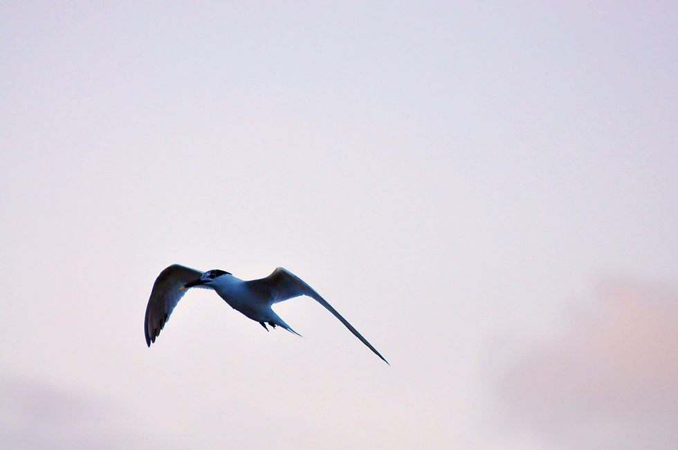 Image by Karl Callwood