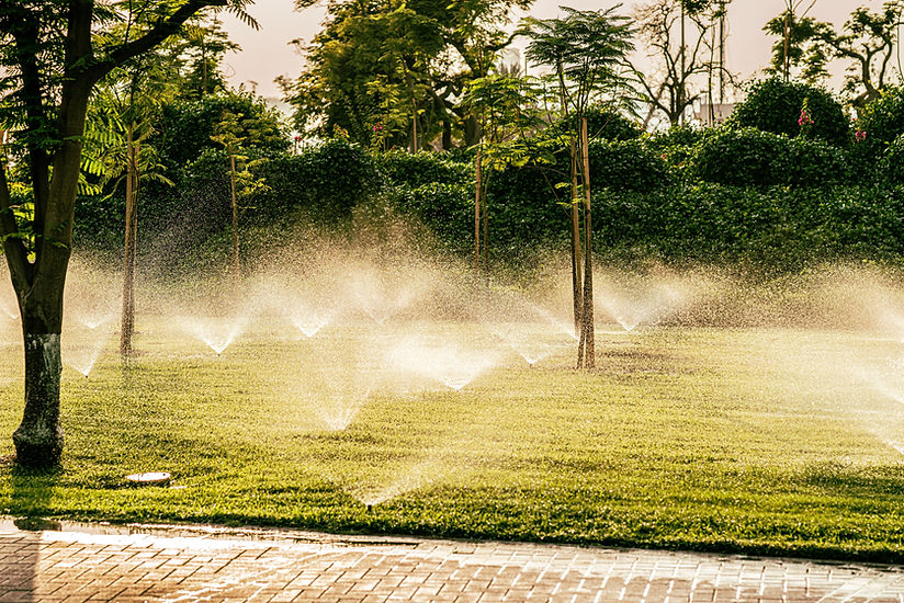 Tips for Watering Your Garden Efficiently: Expert Advice