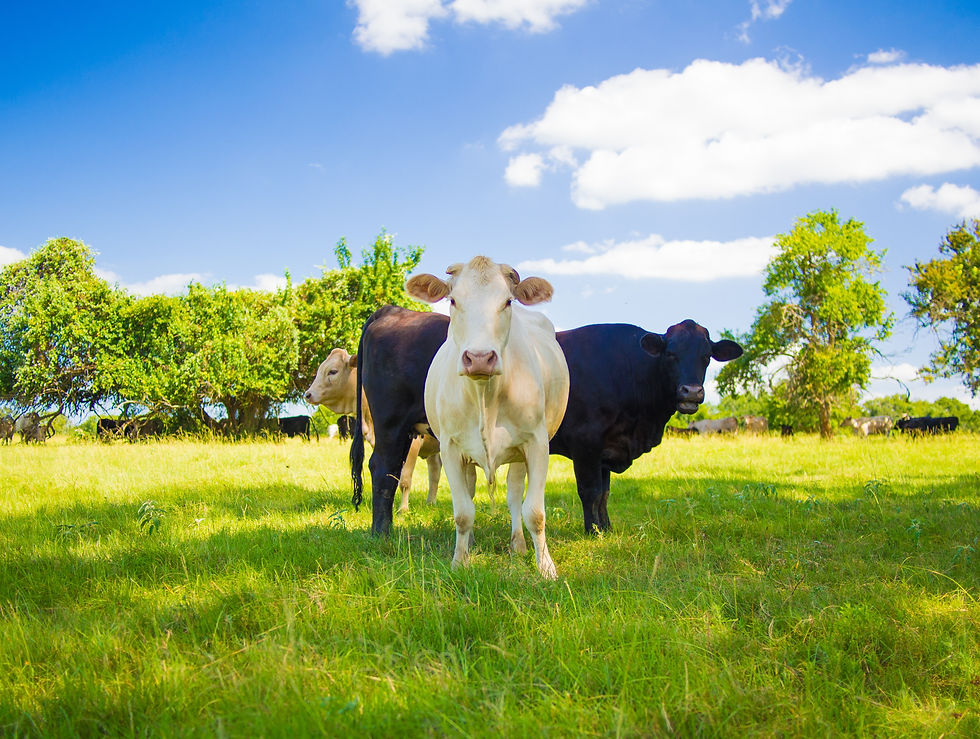 Three cows on a ranch with green grass and blue skies.