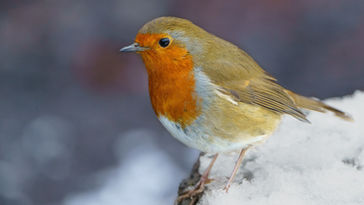 Redbreast