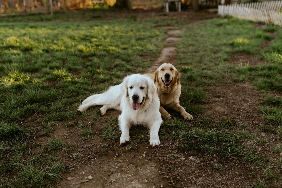 Two happy Golden Retrievers lying on a grassy path