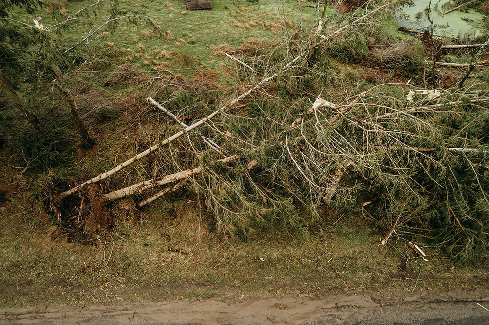 Supercheap Tree Lopping