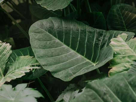 Growing Elephant Ears Indoors: My Experience Digging Up and Re-potting a Rhizome