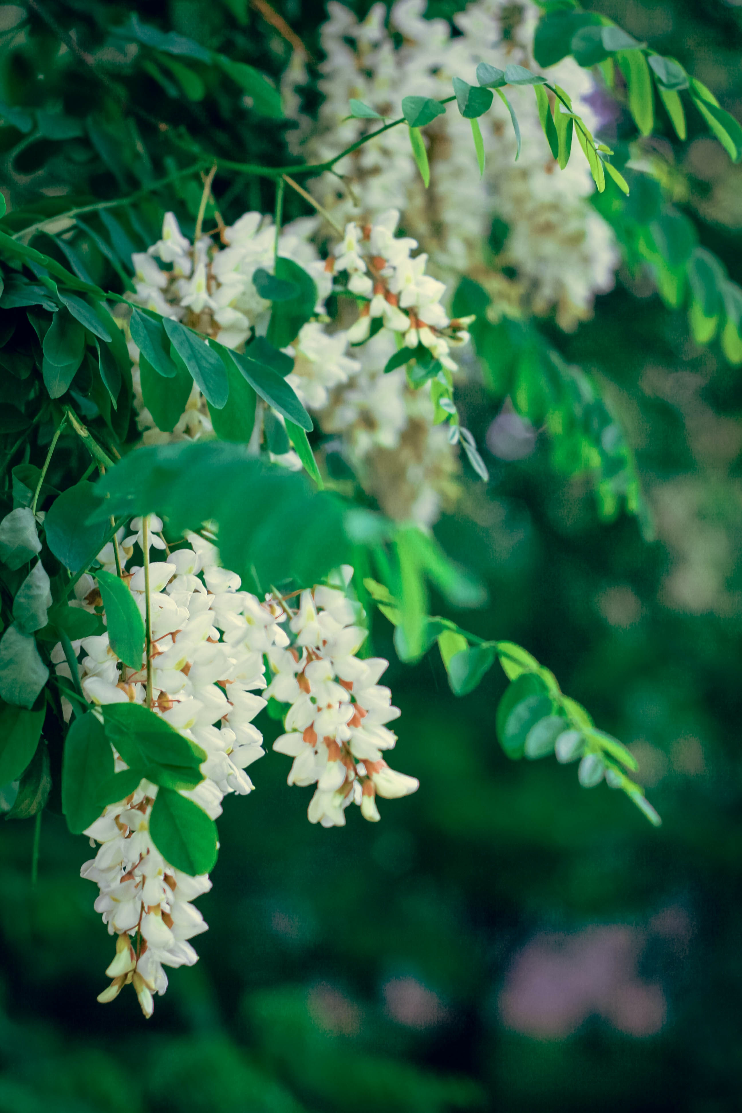 Acacia Flowers