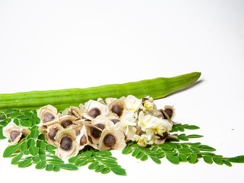Moringa powder in a spoon on a white background