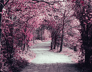 Image by Jonas Jaeken