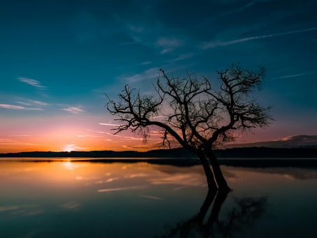 Silhouette of a bare tree standing in calm lake water at sunset, with orange glow, blue sky, and reflections on the surface